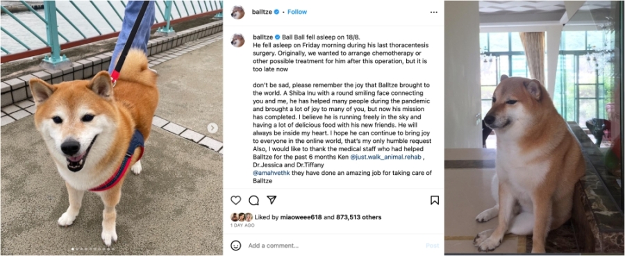 Balltze主人在官方Instagram宣布爱犬逝世的消息。图摘自@balltze Instagram/精彩大马制图- Balltze主人在官方Instagram宣布爱犬逝世的消息。图摘自@balltze Instagram/精彩大马制图-