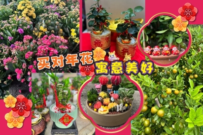 过年买年花,新年有钱花!-方贝欣摄/精彩大马制图- 过年买年花,新年有钱花!-方贝欣摄/精彩大马制图-