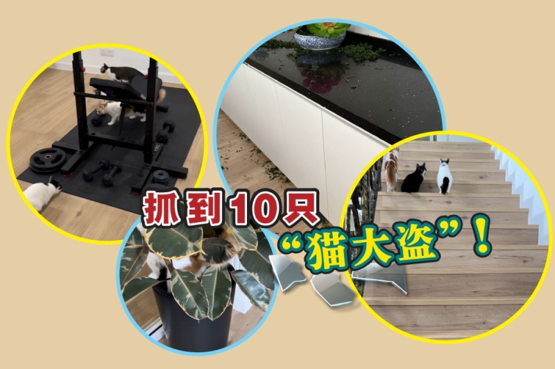 经济部长拉菲兹透露,他家中的10只猫在开斋节期间在家捣乱。-摘自拉菲兹的脸书/精彩大马制图- 经济部长拉菲兹透露,他家中的10只猫在开斋节期间在家捣乱。-摘自拉菲兹的脸书/精彩大马制图-