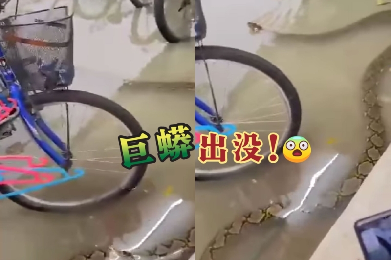 周三(17日)凌晨至早上大雨不断,导致巴生谷部分地区出现淹水的情况,甚至有网民拍下巨蟒游入民宅的画面。-摘自视频,精彩大马制图- 周三(17日)凌晨至早上大雨不断,导致巴生谷部分地区出现淹水的情况,甚至有网民拍下巨蟒游入民宅的画面。-摘自视频,精彩大马制图-