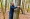 阿布巴卡塔西鲁因在1小时内拥抱1123棵树木，成功获得吉尼斯世界纪录认证。-摘自吉尼斯世界纪录官网-