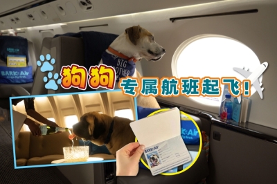 全球首个专为“毛孩”而设的巴克航空(BARK Air)已在美国正式起飞,每张机票要价6000美元!-摘自网络,精彩大马制图- 全球首个专为“毛孩”而设的巴克航空(BARK Air)已在美国正式起飞,每张机票要价6000美元!-摘自网络,精彩大马制图-