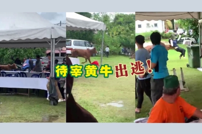 哈芝节当天一头黄牛在宰牲庆典上逃跑,期间甚至撞伤一名女子,视频在网络疯传引起网民关注。-摘自视频,精彩大马制图- 哈芝节当天一头黄牛在宰牲庆典上逃跑,期间甚至撞伤一名女子,视频在网络疯传引起网民关注。-摘自视频,精彩大马制图-