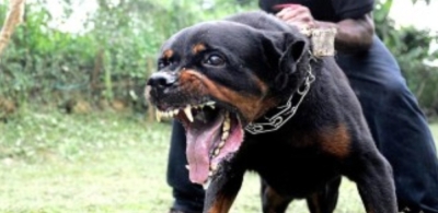 在发生罗威纳犬攻击5人事件后,吉打州或禁止饲养高攻击性犬只为宠物。-马新社- 在发生罗威纳犬攻击5人事件后,吉打州或禁止饲养高攻击性犬只为宠物。-马新社-