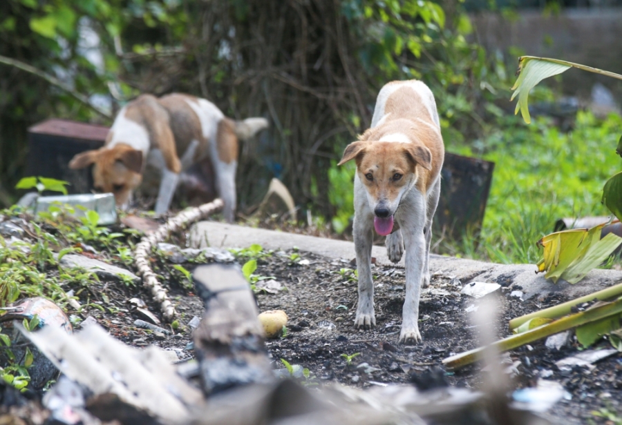 曼苏说,为了避免LIMA期间发生访客遭野狗袭击事件,州政府将致力管控野狗。-Farhan Najib摄- 曼苏说,为了避免LIMA期间发生访客遭野狗袭击事件,州政府将致力管控野狗。-Farhan Najib摄-