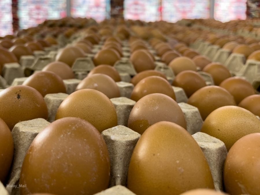 每颗鸡蛋10仙的补贴,将从5月1日起降至每颗5仙,直至8月1日全面终止。-Devan Manuel摄- 每颗鸡蛋10仙的补贴,将从5月1日起降至每颗5仙,直至8月1日全面终止。-Devan Manuel摄-