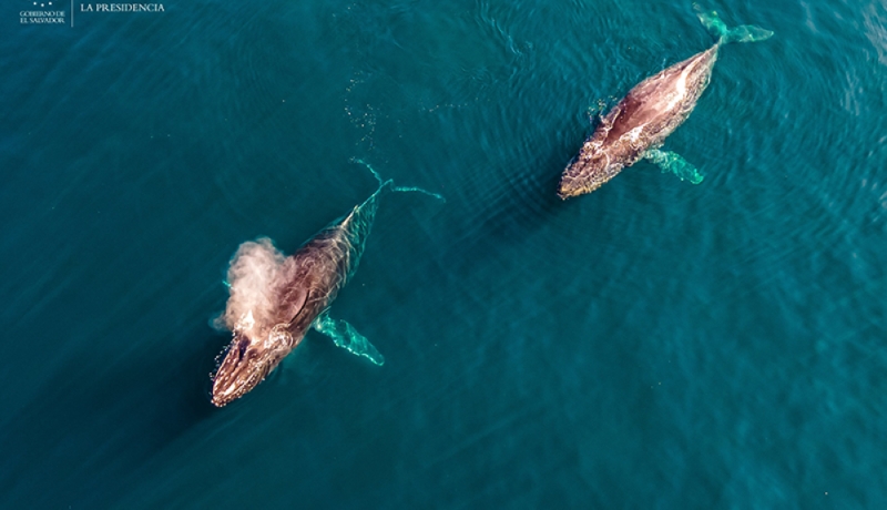 Ballenas jorobadas. Cortesía SDP. Ballenas jorobadas. Cortesía SDP.