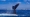 Avistamiento de ballenas jorobadas en El Salvador / Cortesía Marn.