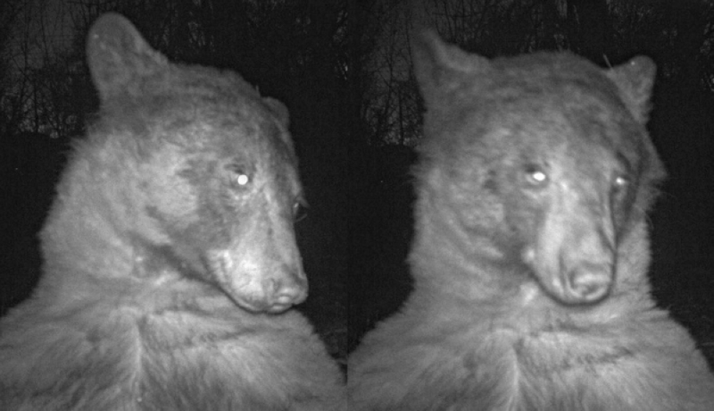 The Asian black bear took nearly 400 photos with its environmental recording camera / Courtesy Boulder OSMP. 