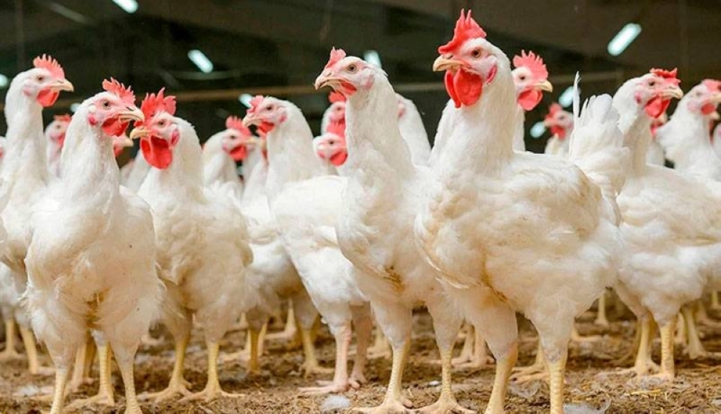 OIRSA has issued a regional alert on the risk of avian influenza invasion.  /DEM