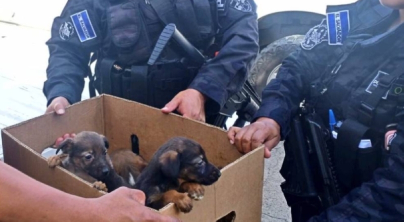 Encuentran a ocho cachorros en una caja de cartón en San Pedro Perulapán. / PNC