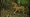 Los pumas son una especie en peligro de extinción en El Salvador / Cortesía Medio Ambiente