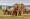 Tanzanie, l’effectif d’éléphants est passé de 109 000 spécimens à 43 000 (DR)