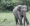 "Ahmed" l'éléphant qui sème la panique dans la région de Dabakala