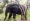 L'éléphant qui trouble la quiétude des population de Gbamélédougou. (Photo : AIP)