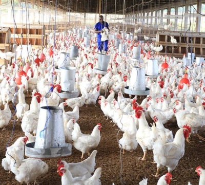 L’activité d’élevage et de commercialisation de la volaille peut être une sérieuse alternative à la question de l’employabilité des jeunes. (Ph: Dr)