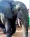 Un éléphant dans la rue de Yopohué.