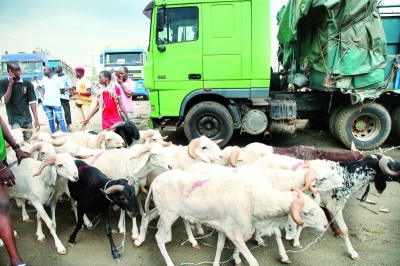 Le bétail est bien approvisionné sur le nouveau site. (Ph: Sébastien Kouassi)
