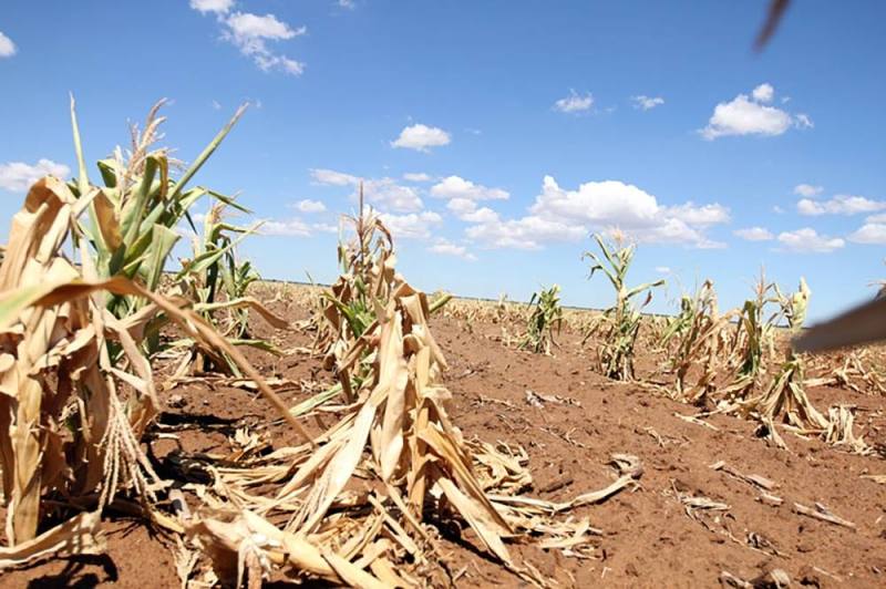 The long-term effects of heat waves on agriculture can be extremely damaging