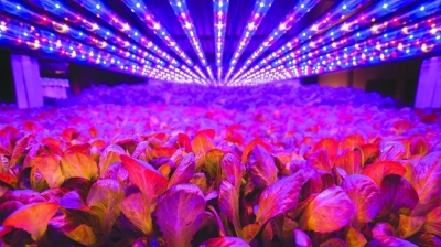 The new commercial indoor vertical farm in Qatar will deploy AeroFarms’ latest generation of proprietary growing technology that achieves up to 390 times greater productivity per square metre annually, compared to traditional field farming, while using up to 95% less water and zero pesticides.