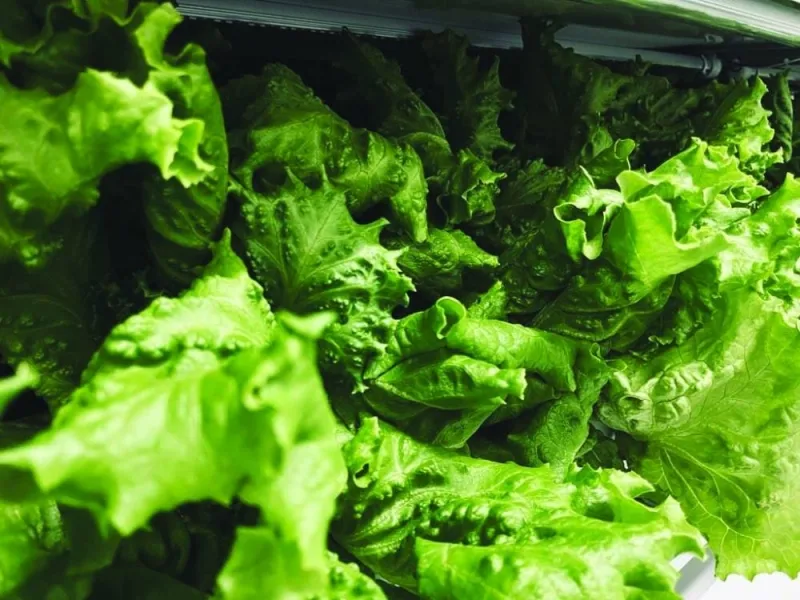 Vegetable Factory research project marks success with first harvest

