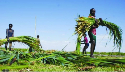 People harvest water reeds in the Kanamukuny village in northern Kenya.