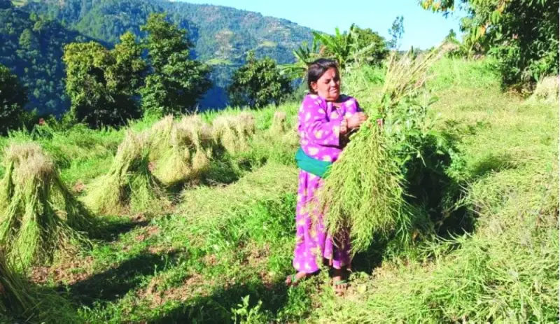 Farmer Radha Pokhrel tends to her crops in Arghakhanchi, Nepal, yesterday.