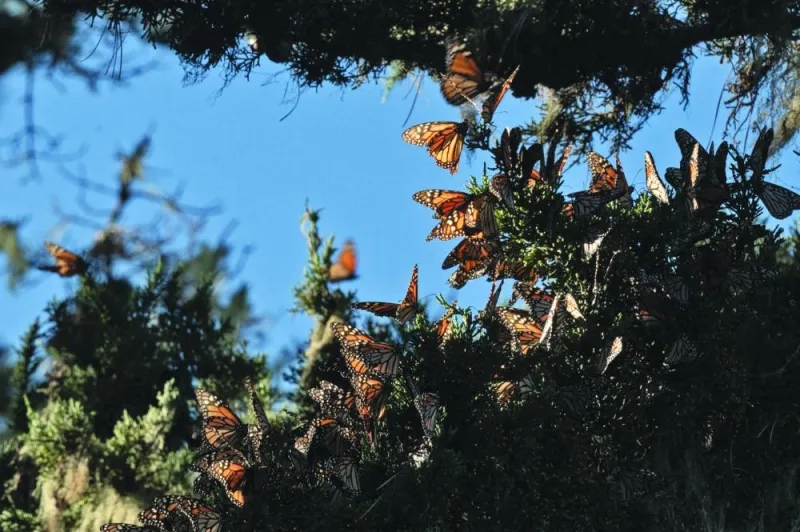 Monarch butterflies are seen in the trees as they overwinter in and around the Pacific Grove Monarch Sanctuary in Pacific Grove, California. (AFP)