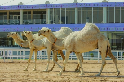 A camel parade