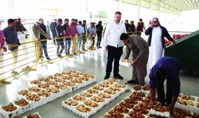 Al Wakra Central Market has been receiving large supplies of desert truffles of late. PICTURE: Shemeer Rasheed.