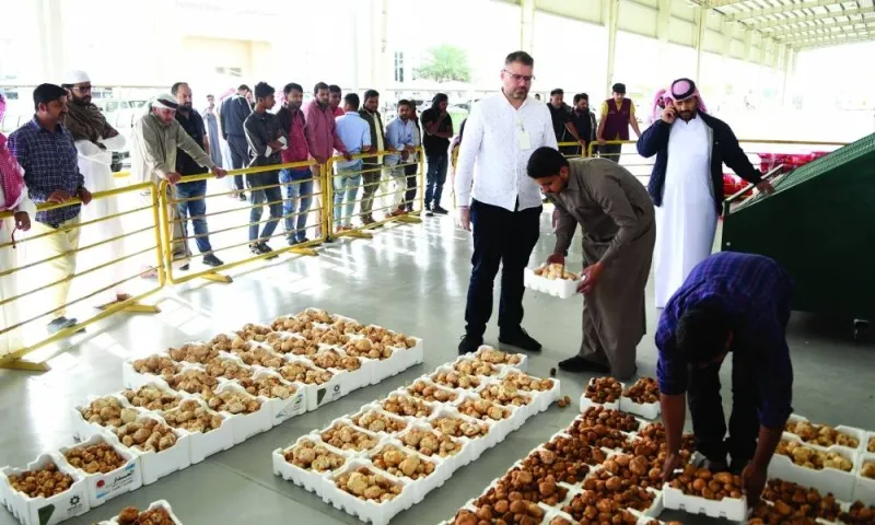 Al Wakra Central Market has been receiving large supplies of desert truffles of late. PICTURE: Shemeer Rasheed.
