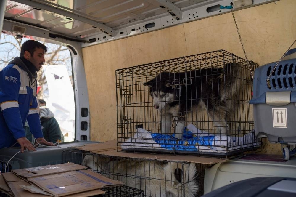 A dog in a cage waits to be transfered to a shelter outside of Antakya, south of Turkey, where many animals are trapped in the rubbles after the February 6th earthquake, on February 18, 2023