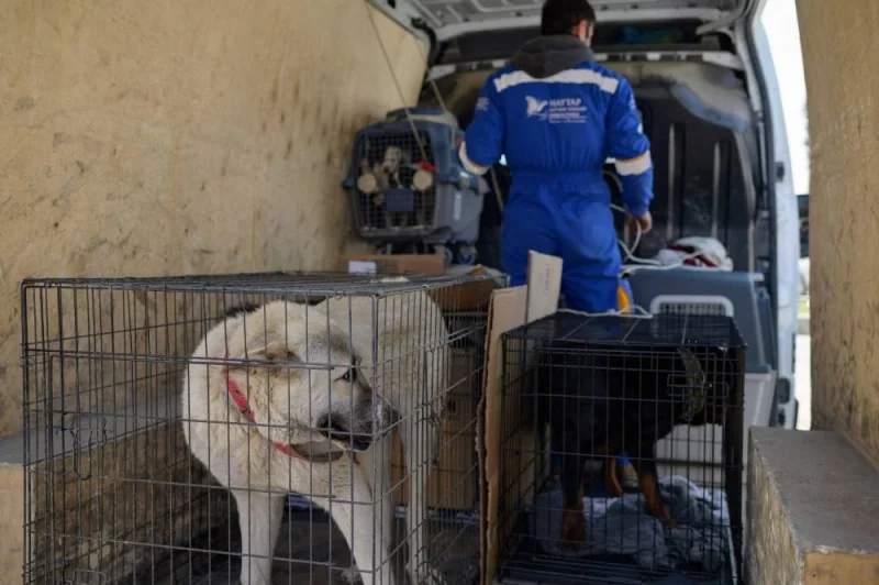 Dogs in cages wait to be transferred to a shelter outside of Antakya, south of Turkey, where many animals are trapped in the rubbles after the February 6th earthquake, on February 18. AFP