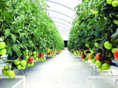Vertical farms and hydroponics offer vast opportunities to leverage from biotechnology to expand agriculture in Qatar, according to an Invest Qatar report.