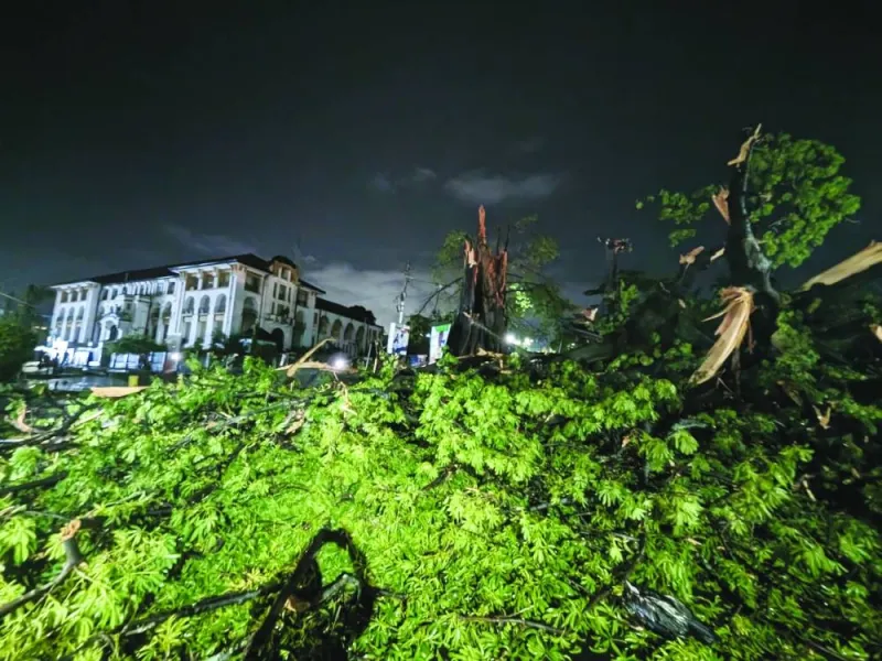 
An iconic giant tropical tree – the Cotton Tree – is seen after it was felled following a heavy rainstorm in Freetown. 
