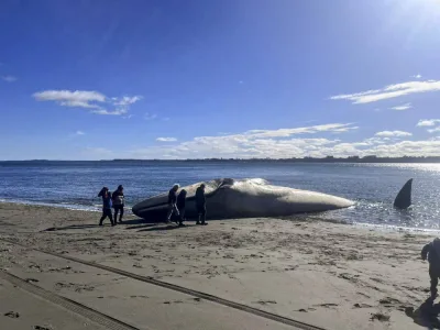 Picture released by Defendamos Chiloe environmentalist organisation showing a Blue Whale (Balaenoptera musculus) stranded on the beach of Ancud, on Chiloe island, Los Lagos region, Chile, on August 5. AFP PHOTO / DEFENDAMOS CHILOE-CLAUDIO KOMPATZKI 