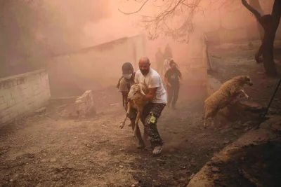 
Volunteers rescue sheep from a burning farm during a wildfire in the village of Chasia, near Athens, yesterday. (AFP) 