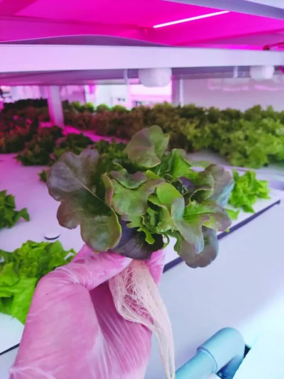 Sample lettuce growth after a 21-days in vertical farming.