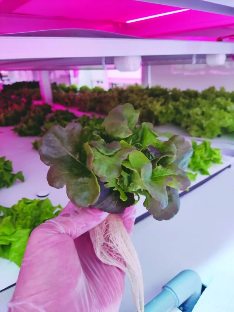 Sample lettuce growth after a 21-days in vertical farming.