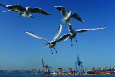 
Seagulls fly over the Bosphorus in Istanbul. Turkiye’s economy grew 4.5% last year and 4.0% in the fourth quarter, data showed on Thursday, beating expectations as strong domestic demand offset the fallout from devastating earthquakes and a slowdown in its main trading partners. 