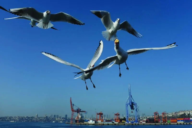 Seagulls fly over the Bosphorus in Istanbul. Turkiye’s economy grew 4.5% last year and 4.0% in the fourth quarter, data showed on Thursday, beating expectations as strong domestic demand offset the fallout from devastating earthquakes and a slowdown in its main trading partners.
Seagulls fly over the Bosphorus in Istanbul. Turkiye’s economy grew 4.5% last year and 4.0% in the fourth quarter, data showed on Thursday, beating expectations as strong domestic demand offset the fallout from devastating earthquakes and a slowdown in its main trading partners.