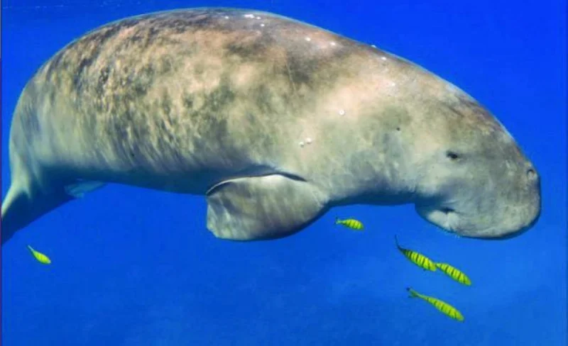 The Gulf is home to a large population of dugongs also known as Sea Cows.