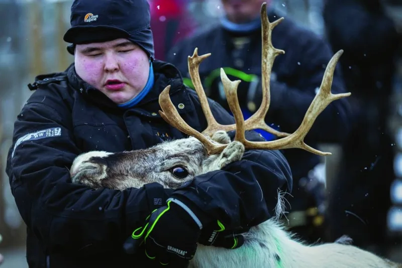 A Sami reindeer herder grabs a reindeer to separate and mark it inside a corral after herds mixed together while grazing up on the Finnmark plateau in Jergul last month. (Reuters)