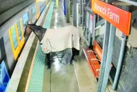 
Security footage shows a rogue racehorse at a train station in outer Sydney. 