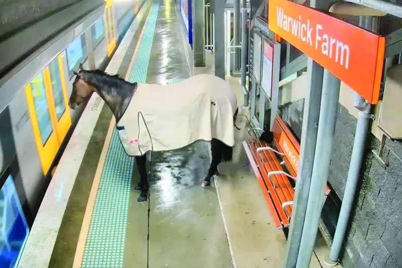 
Security footage shows a rogue racehorse at a train station in outer Sydney. 