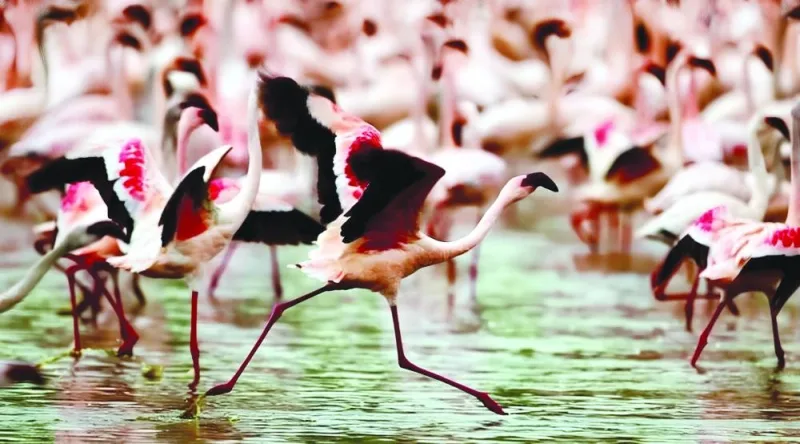 Three-quarters of the world's lesser flamingos live in East Africa.