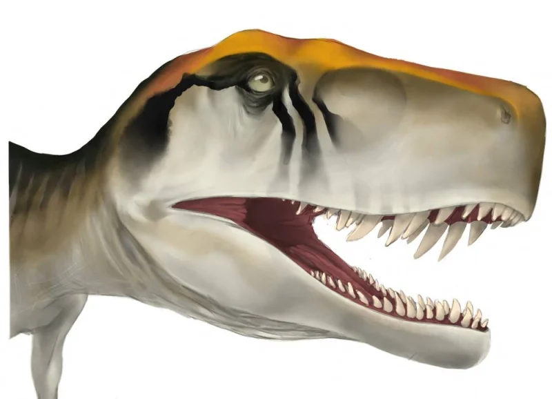 An illustration of the head of the early dinosaur Herrerasaurus ischigualastensis from Argentina. Jordan Harris/Handout via REUTERS