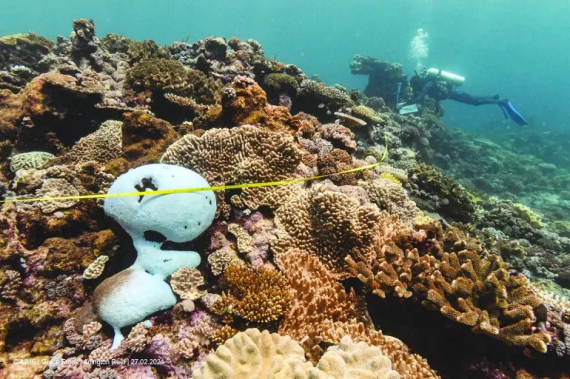 
Scientists are seen conducting in-water monitoring in Arlington Reef, Australia, amidst bleached coral reefs, in this handout picture obtained by Reuters. 