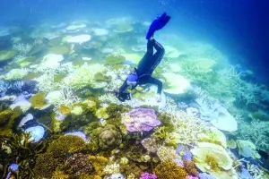 
Marine biologist Anne Hoggett snorkels to inspect and record bleached and dead coral around Lizard Island on the Great Barrier Reef, located 270km north of the city of Cairns. (AFP) 