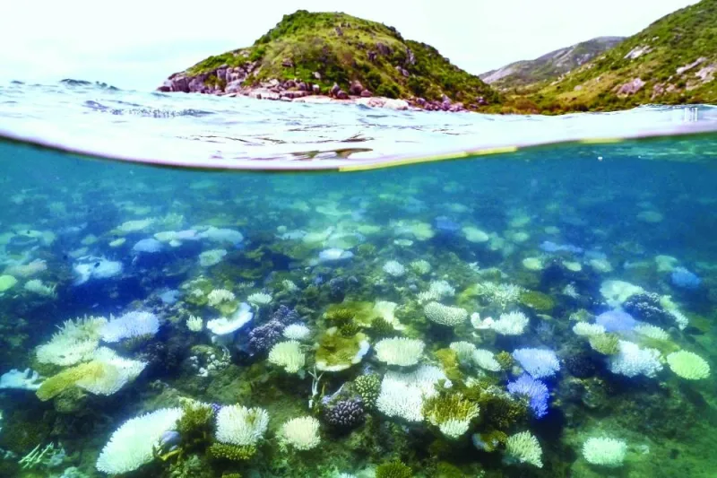 Another view of the bleached and dead coral around Lizard Island on the Great Barrier Reef. (AFP)